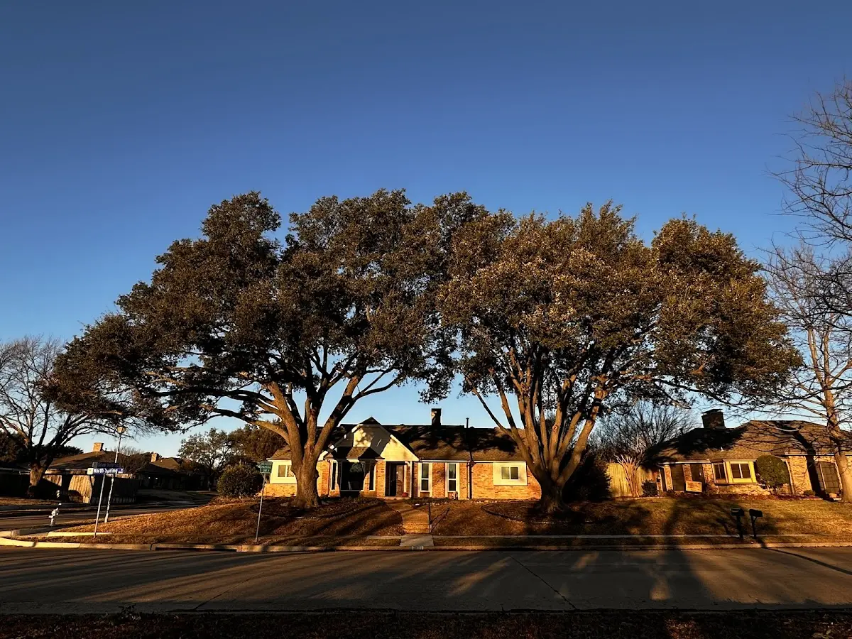 Established residential canopy tree shading a home in Youngwood